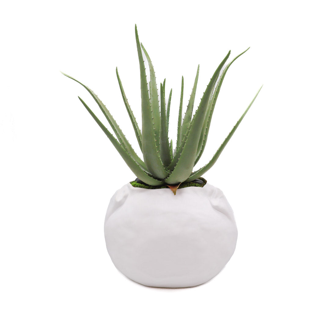 Aloe in Dimple Vase - White Large