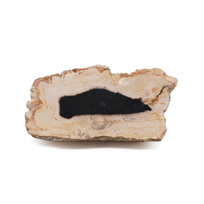 Petrified Wood Plate - Medium