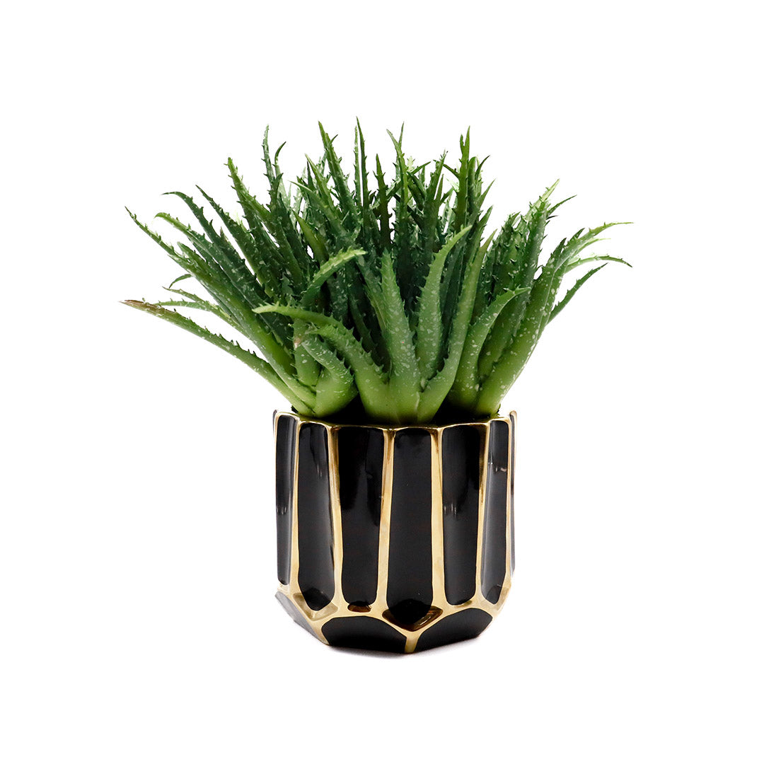 Stringy Aloe in Geometric Gold Lined Planter - Small