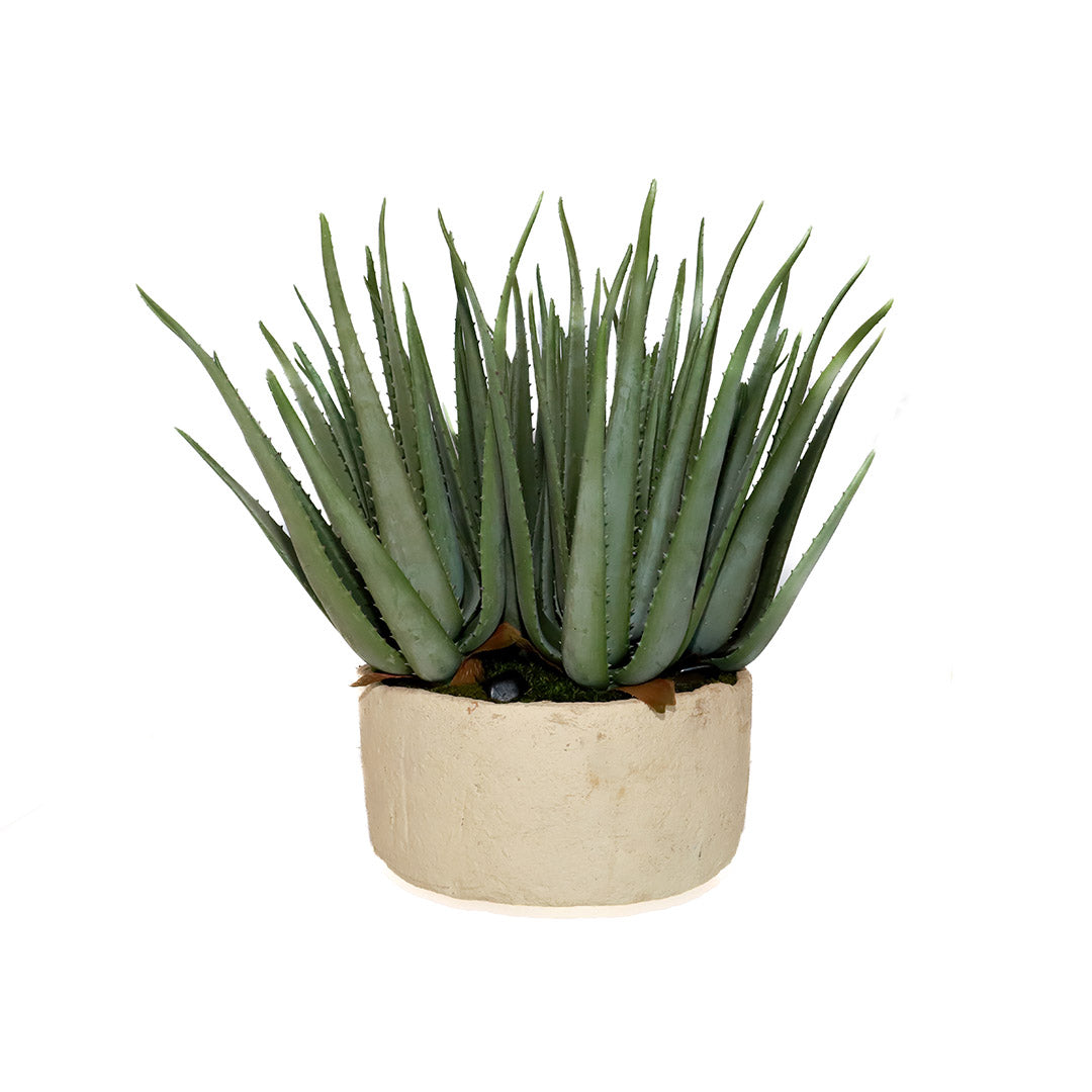 Aloe in Paper Mache Bowl - Large