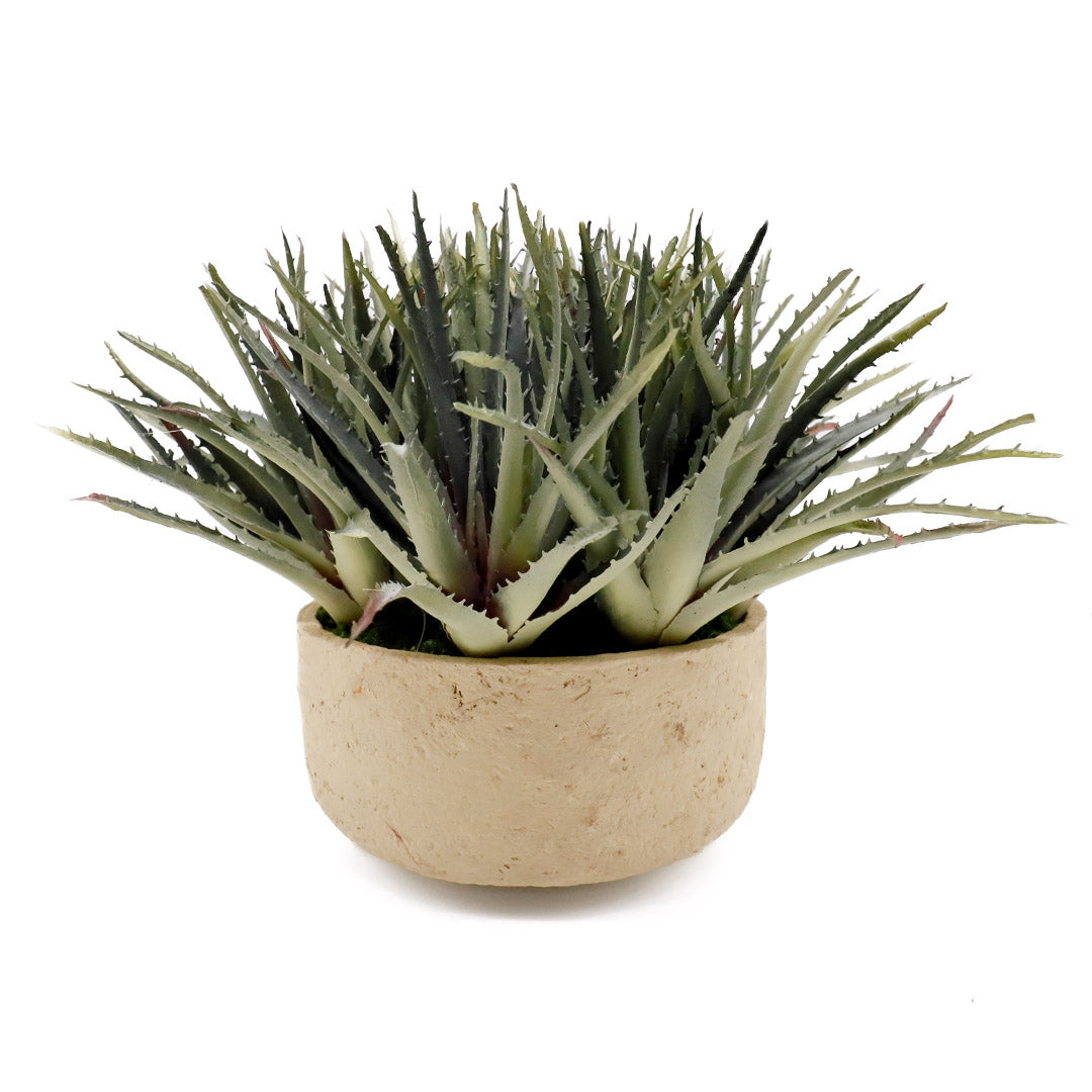 Stringy Aloe in Paper Mache Bowl - Small