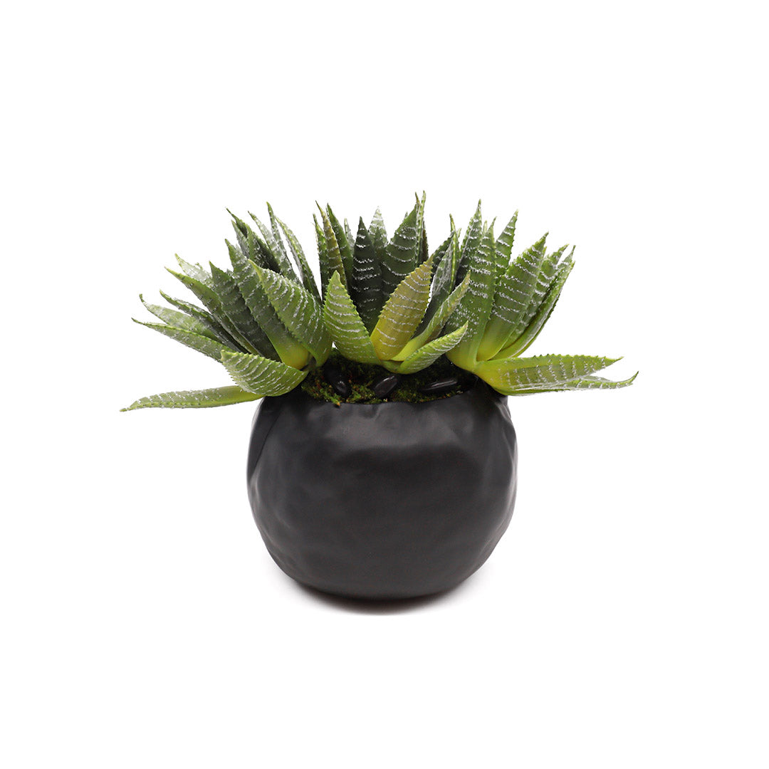 Spikey Sansevieria in Dimple Vase - Black Small