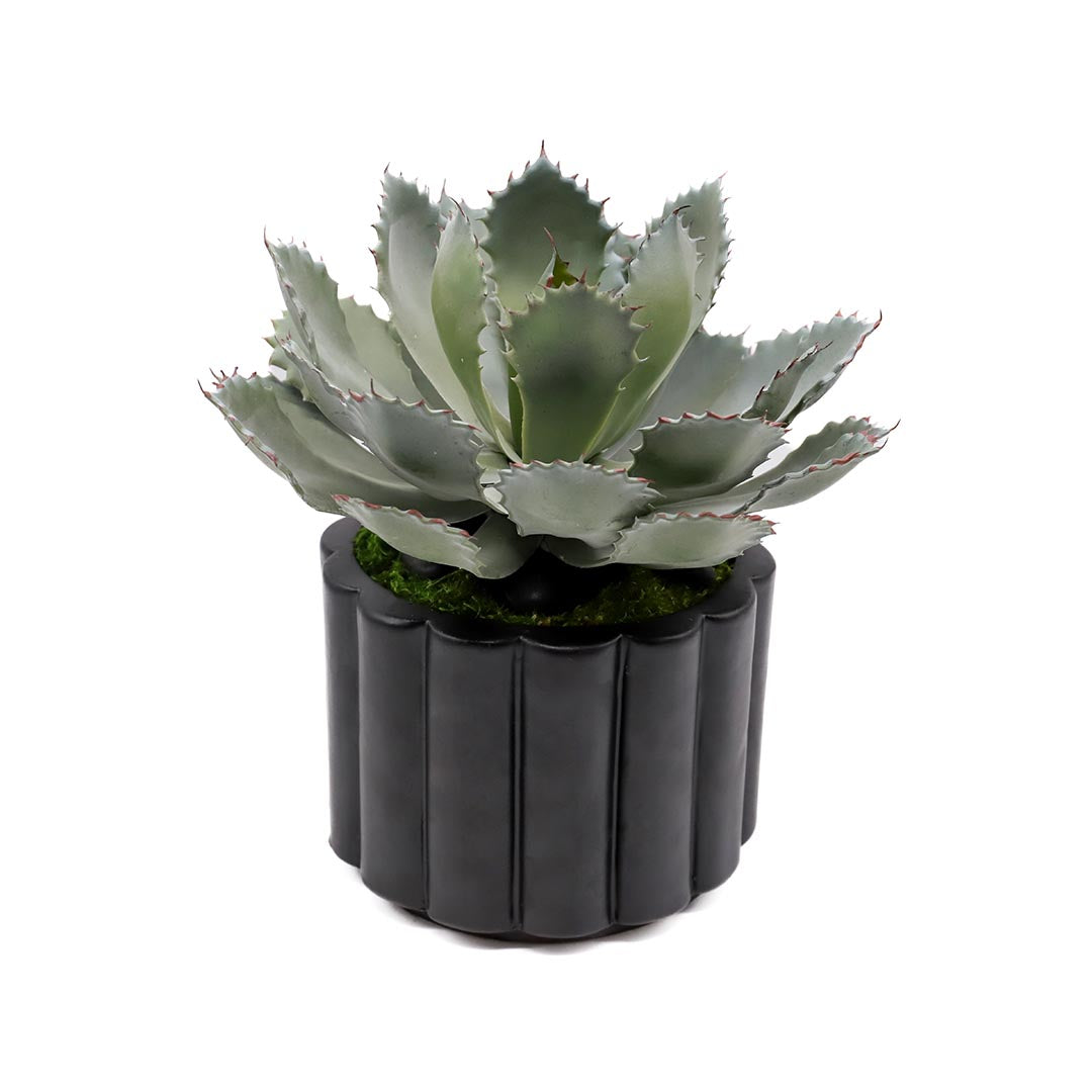 Echeveria in Cable Vase - Small Black