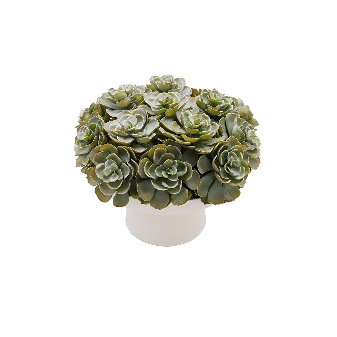 Succulents in Pedestal Bowl - Small