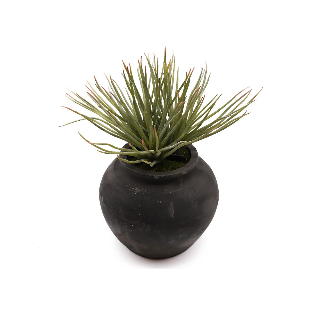 Yucca Succulent in Darkened Grey Pot