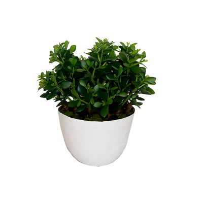 Jade in White Bordered Bowl